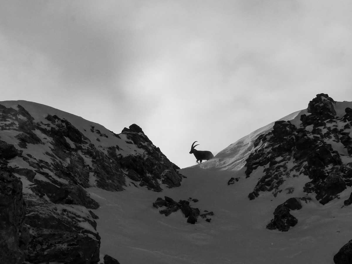 bouquetin galopant en haute montagne dans un décor de neige et de rocs