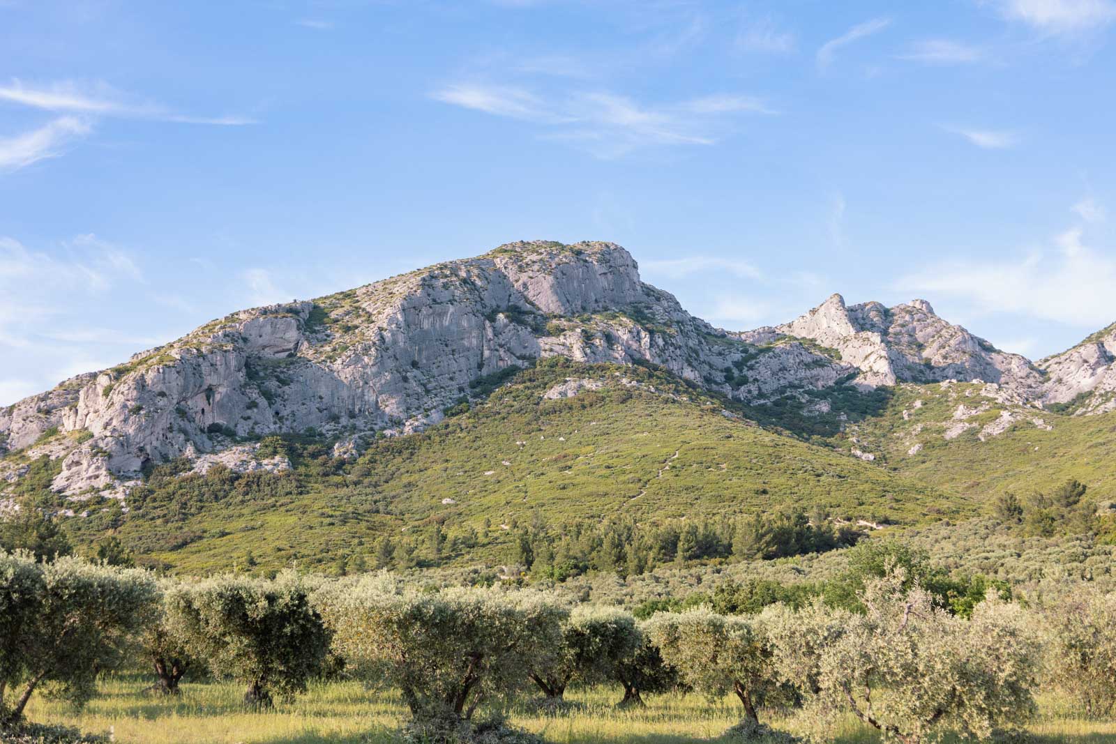 champs d'olivier avec en arrière plan les montagnes ciselée des alpilles d'un calcaire blanc