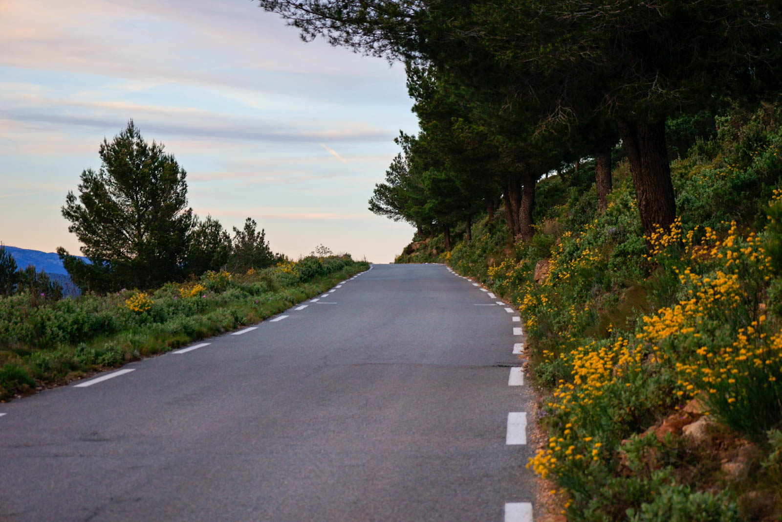 route sinueuses des crêtes avec une végetation verdoyante et des petit fleurs jaune sur le bord  de la route 