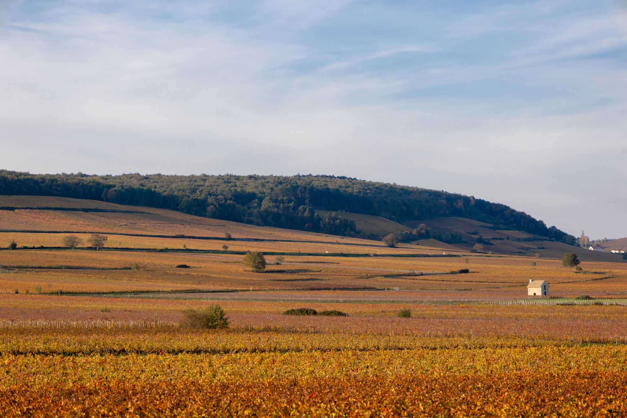 Vignobles de Bourgogne automne, paysage rural avec collines boisées pour randonnée et vélo
